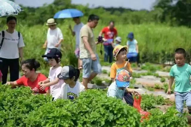 采摘游带火水果之乡_新华网