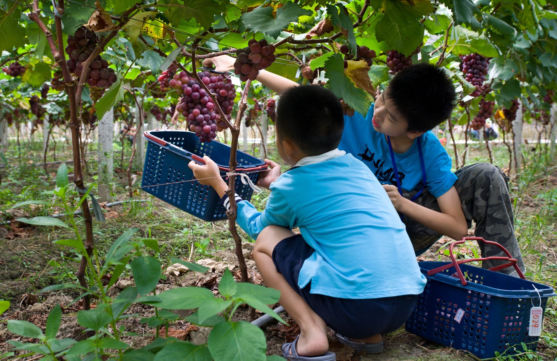 济南打造十大特色果品采摘季
