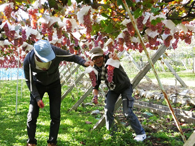 水果黄瓜采摘正当时