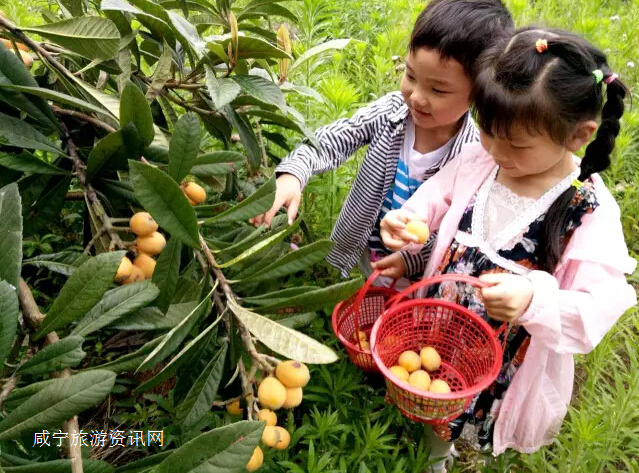 宝鸡千阳：苹果迎丰收 果农采收忙